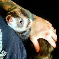 Ferret being held by owner