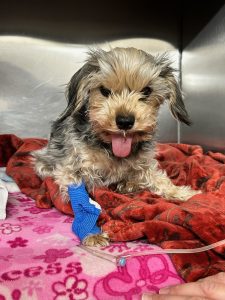 Farley Foundation recipient Lucy receiving veterinary care.