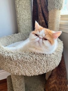 White and orange cat in cat tree.